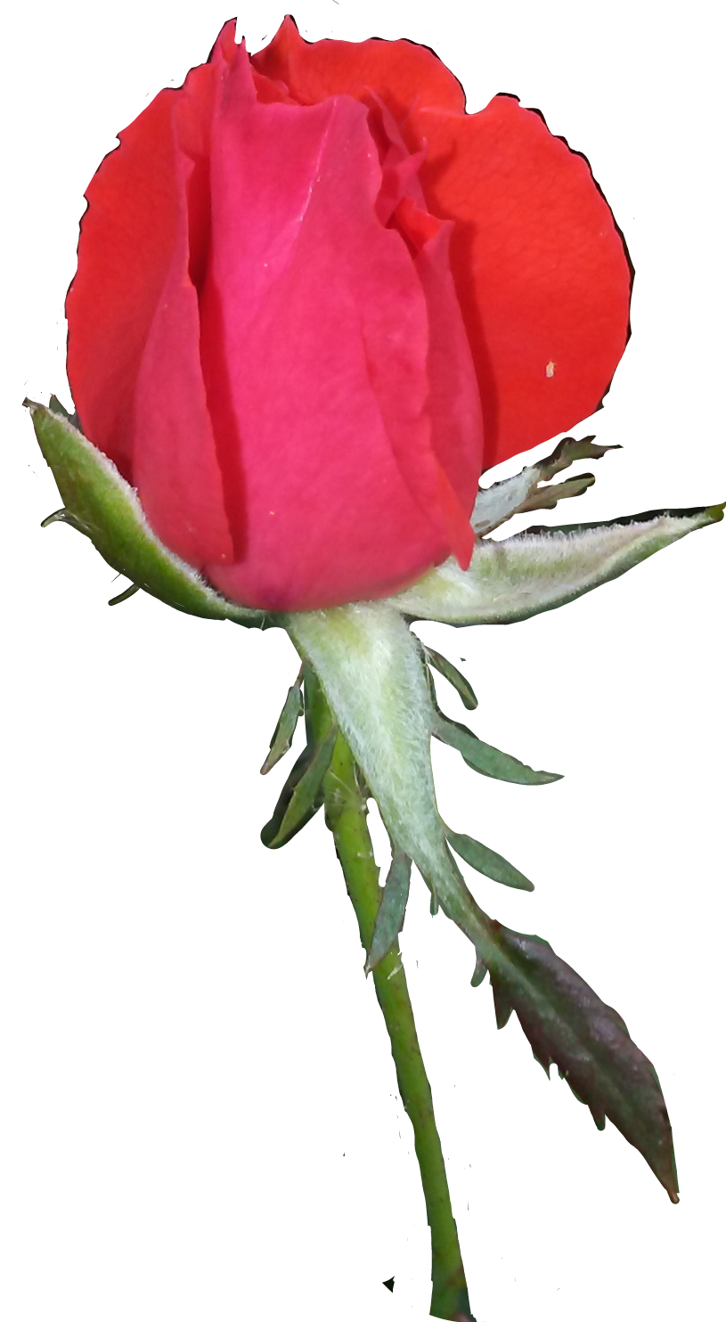 rosebud redrosebud freetoedit rosebud sticker by karmann1